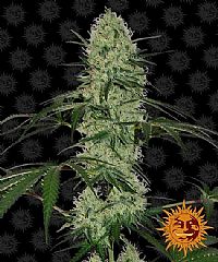 Barneys Farm - Tangerine Dream Auto