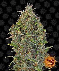 Barneys Farm - Critical Kush Auto 