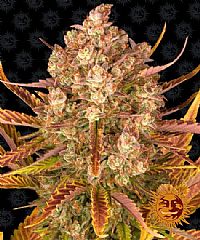 Barneys Farm - Dos Si Dos Auto