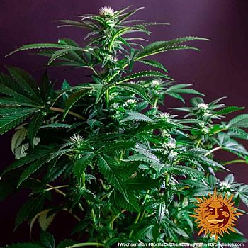 Barneys Farm - Gorilla Zkittlez 