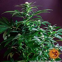 Barneys Farm - Gorilla Zkittlez 