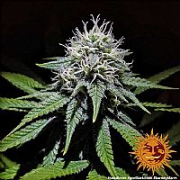 Barneys Farm - Gorilla Zkittlez 
