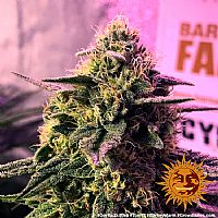 Barneys Farm - Gorilla Zkittlez 