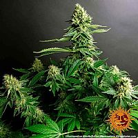 Barneys Farm - Gorilla Zkittlez 