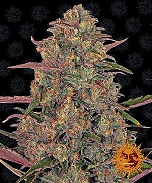 Barneys Farm - Pineapple Chunk