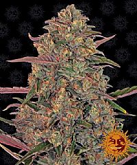 Barneys Farm - Pineapple Chunk