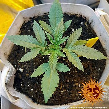 Barneys Farm - Blue Gelato 41