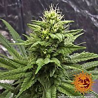 Barneys Farm - Blue Gelato 41