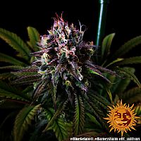 Barneys Farm - Blue Gelato 41