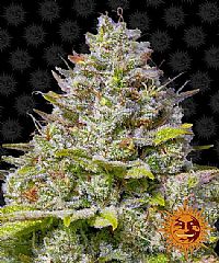 Barneys Farm - Blue Gelato 41