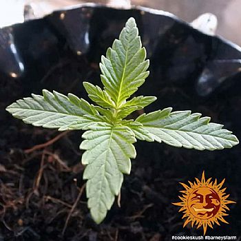 Barneys Farm - Cookies Kush 
