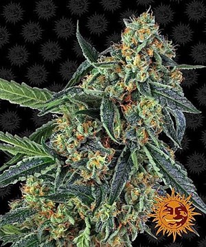 Barneys Farm - Cookies Kush 