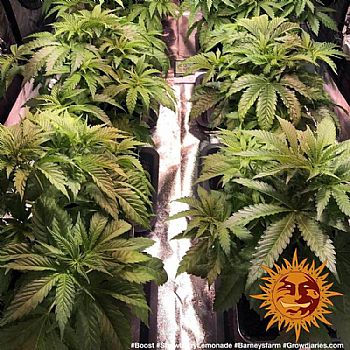 Barneys Farm - Strawberry Lemonade 