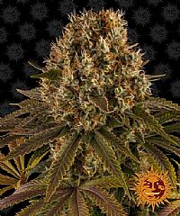 Barneys Farm - Strawberry Lemonade 