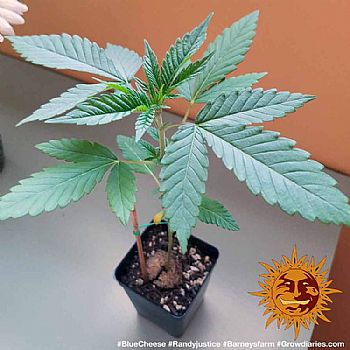 Barneys Farm - Blue Cheese 