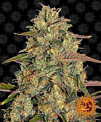 Barneys Farm - Amnesia Lemon 