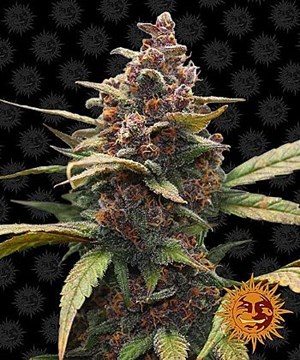 Barneys Farm - Ayahuasca Purple 