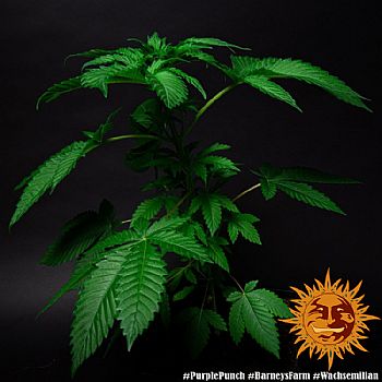 Barneys Farm - Purple Punch 