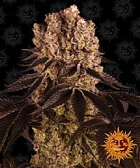 Barneys Farm - Purple Punch 