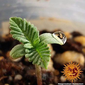 Barneys Farm - Tangerine Dream 