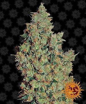 Barneys Farm - Tangerine Dream 