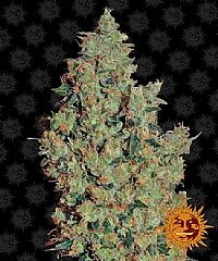 Barneys Farm - Tangerine Dream 