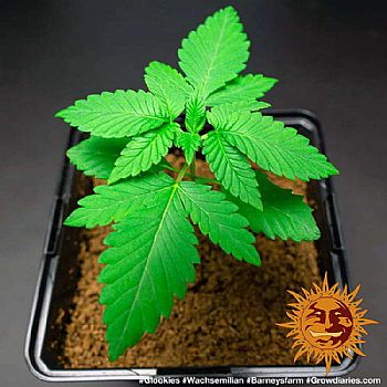 Barneys Farm - Glookies 