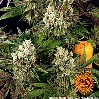 Barneys Farm - Glookies 