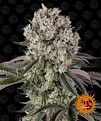 Barneys Farm - Glookies 