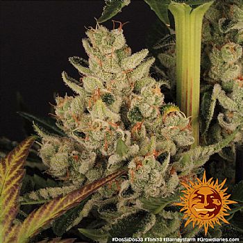 Barneys Farm - Dos Si Dos 33