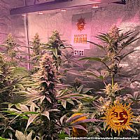 Barneys Farm - Dos Si Dos 33