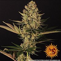 Barneys Farm - Dos Si Dos 33