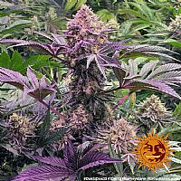 Barneys Farm - Dos Si Dos 33