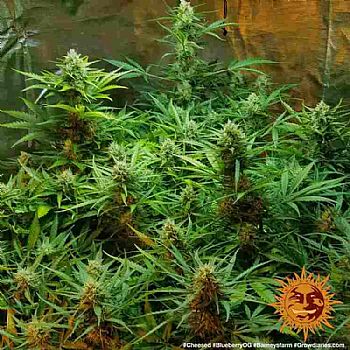 Barneys Farm - Blueberry OG 