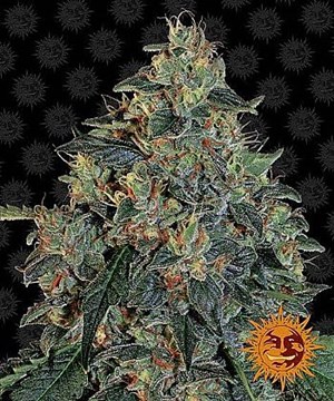 Barneys Farm - Blueberry OG 