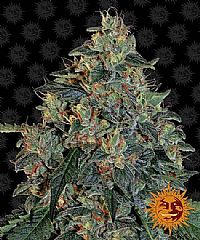 Barneys Farm - Blueberry OG 