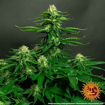 Barneys Farm - Orange Sherbert 