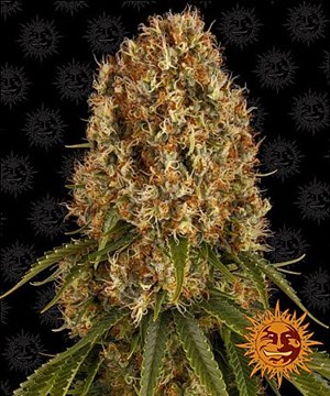 Barneys Farm - Orange Sherbert 