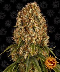 Barneys Farm - Orange Sherbert 