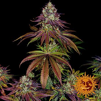 Barneys Farm - Mimosa EVO 