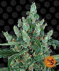 Barneys Farm - Laughing Buddha