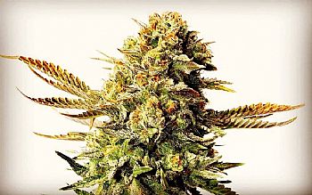 Σπόροι Κάνναβης