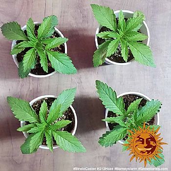 Barneys Farm - G13 Haze 