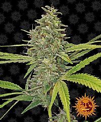 Barneys Farm - G13 Haze 