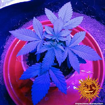 Barneys Farm - Triple Cheese 