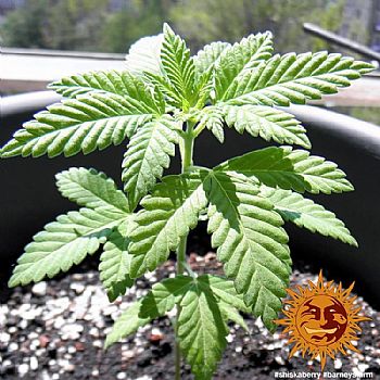 Barneys Farm - Shiskaberry 