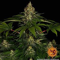 Barneys Farm - Shiskaberry 