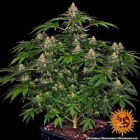 Barneys Farm - Shiskaberry 