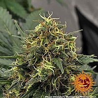 Barneys Farm - Shiskaberry 