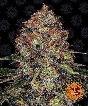 Barneys Farm - Shiskaberry 